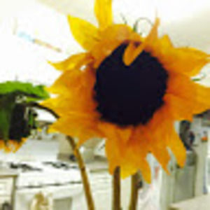 Meet your Posher, Maureen